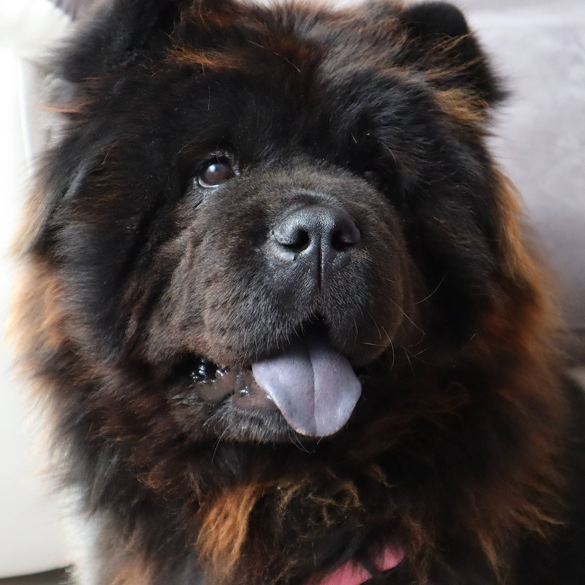 Sidonie a rejoint le concours — aidez-le/la à gagner de superbes lots ! ancient_dog_breeds, canidae, carnivore, collar, companion_dog, dog, dog_breed, dog_collar, fawn, fur, giant_dog_breed, liver, non_sporting_group, snout, sporting_group, terrestrial_animal, toy_dog, whiskers, working_animal, working_dog