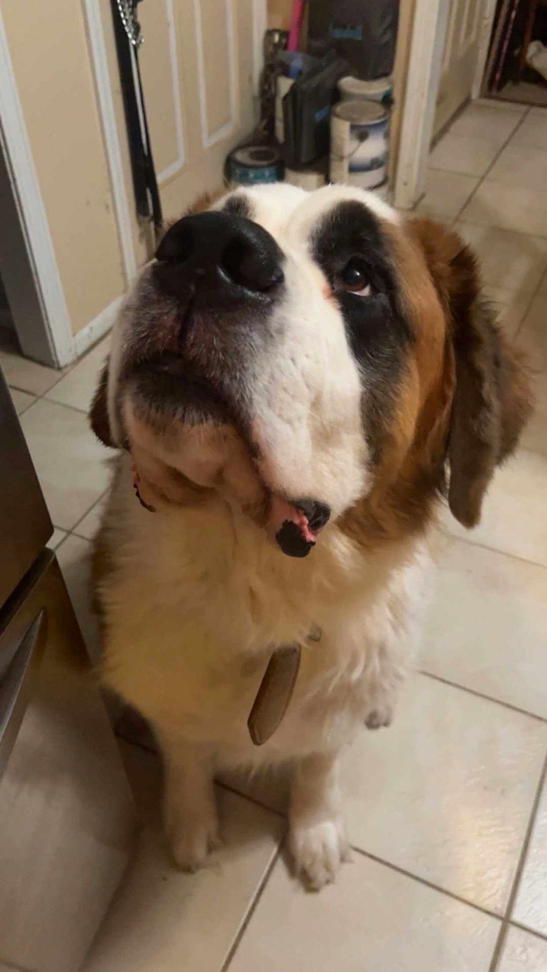 Napoleon joined the competition — help win amazing prizes! dog, st_bernard, pet, canine, face, nose, drool, fur, floppy_ears, big_dog, indoor, tiled_floor, collar, tag, close_up, looking_up, kitchen, paws, portrait, brown_and_white