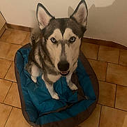 Naya a rejoint le concours — aidez-le/la à gagner de superbes lots ! dog, siberian_husky, blue_eyes, pet_bed, indoor, tile_floor, canine, animal, looking_up, fur, ears, snout, paw, companion, domestic_animal, pet, mammal, household, friendly, shadow