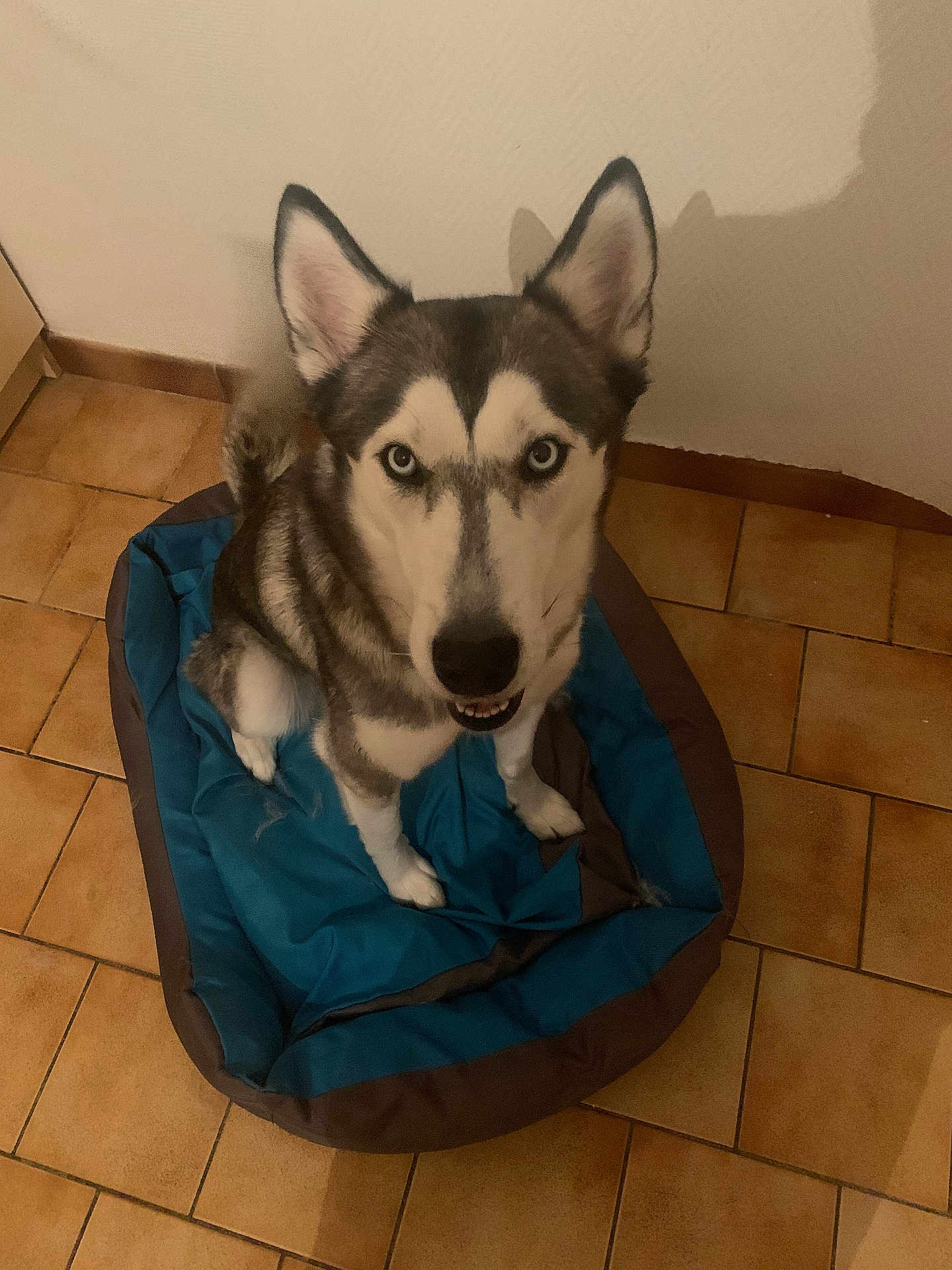 Naya a rejoint le concours — aidez-le/la à gagner de superbes lots ! dog, siberian_husky, blue_eyes, pet_bed, indoor, tile_floor, canine, animal, looking_up, fur, ears, snout, paw, companion, domestic_animal, pet, mammal, household, friendly, shadow