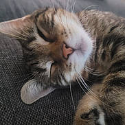 Simba participe au concours pour gagner de l'argent avec cette photo : cat, tabby, calico, sleeping, sleepy, relaxed, whiskers, pink_nose, furry, pet, animal, close_up, portrait, couch, sofa, indoor, cozy, resting, paw, textured_fabric