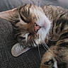 cat, tabby, calico, sleeping, sleepy, relaxed, whiskers, pink_nose, furry, pet, animal, close_up, portrait, couch, sofa, indoor, cozy, resting, paw, textured_fabric