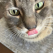 Memphis is registered to the contest to win money with this photo: cat, close_up, green_eyes, tongue_out, whiskers, curious, playful, pet, feline, animal, cute, indoor, soft_focus, gray_fur, face, nose, mouth, domestic_animal, portrait, closeup