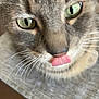 cat, close_up, green_eyes, tongue_out, whiskers, curious, playful, pet, feline, animal, cute, indoor, soft_focus, gray_fur, face, nose, mouth, domestic_animal, portrait, closeup