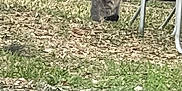Memphis is registered to the contest to win money with this photo: cat, outdoor, grass, leaves, fence, metal_furniture, gray_cat, tabby_cat, animal, nature, yard, pet, sitting, side_view, wood, ground, daytime, domestic_cat, quiet, alone