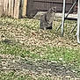 cat, outdoor, grass, leaves, fence, metal_furniture, gray_cat, tabby_cat, animal, nature, yard, pet, sitting, side_view, wood, ground, daytime, domestic_cat, quiet, alone