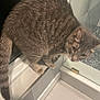Memphis joined the competition — help win amazing prizes! cat, tabby, indoor, bathroom, window, tiles, glass, shower, curious, pet, feline, fur, whiskers, animal, clean, ledges, floor, closeup, domestic, looking