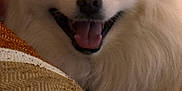 Cloud is registered to the contest to win money with this photo: dog, white, fluffy, smiling, tongue_out, pet, indoor, cozy, blanket, texture, closeup, happy, animal, mammal, companion, cute, friendly, fur, face, domestic