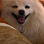 dog, white, fluffy, smiling, tongue_out, pet, indoor, cozy, blanket, texture, closeup, happy, animal, mammal, companion, cute, friendly, fur, face, domestic