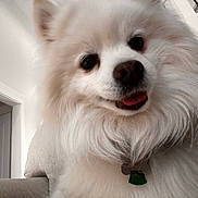 Cloud joined the competition — help win amazing prizes! dog, white, fluffy, pet, indoor, closeup, smiling, tongue, fur, nose, collar, tag, house, door, couch, happy, cute, animal, domestic, portrait