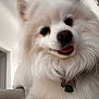 dog, white, fluffy, pet, indoor, closeup, smiling, tongue, fur, nose, collar, tag, house, door, couch, happy, cute, animal, domestic, portrait