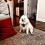 Cloud joined the competition — help win amazing prizes! dog, white_dog, fluffy, indoor, living_room, rug, couch, red_pillow, wooden_floor, kitchen, appliances, door, shoes, home, pet, sitting, furniture, cozy, domestic, floor