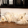Cloud is registered to the contest to win money with this photo: dog, white, fluffy, lying_down, relaxed, indoor, wooden_floor, lantern, decor, pet, sleeping, cozy, home, animal, fur, tail, paw, resting, floor, house