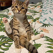 Enid joined the competition — help win amazing prizes! kitten, cat, tabby, pet, animal, cute, paw, bed, bedding, leaf_pattern, indoor, feline, young, sitting, raised_leg, curious, whiskers, tail, ears, pink_paw