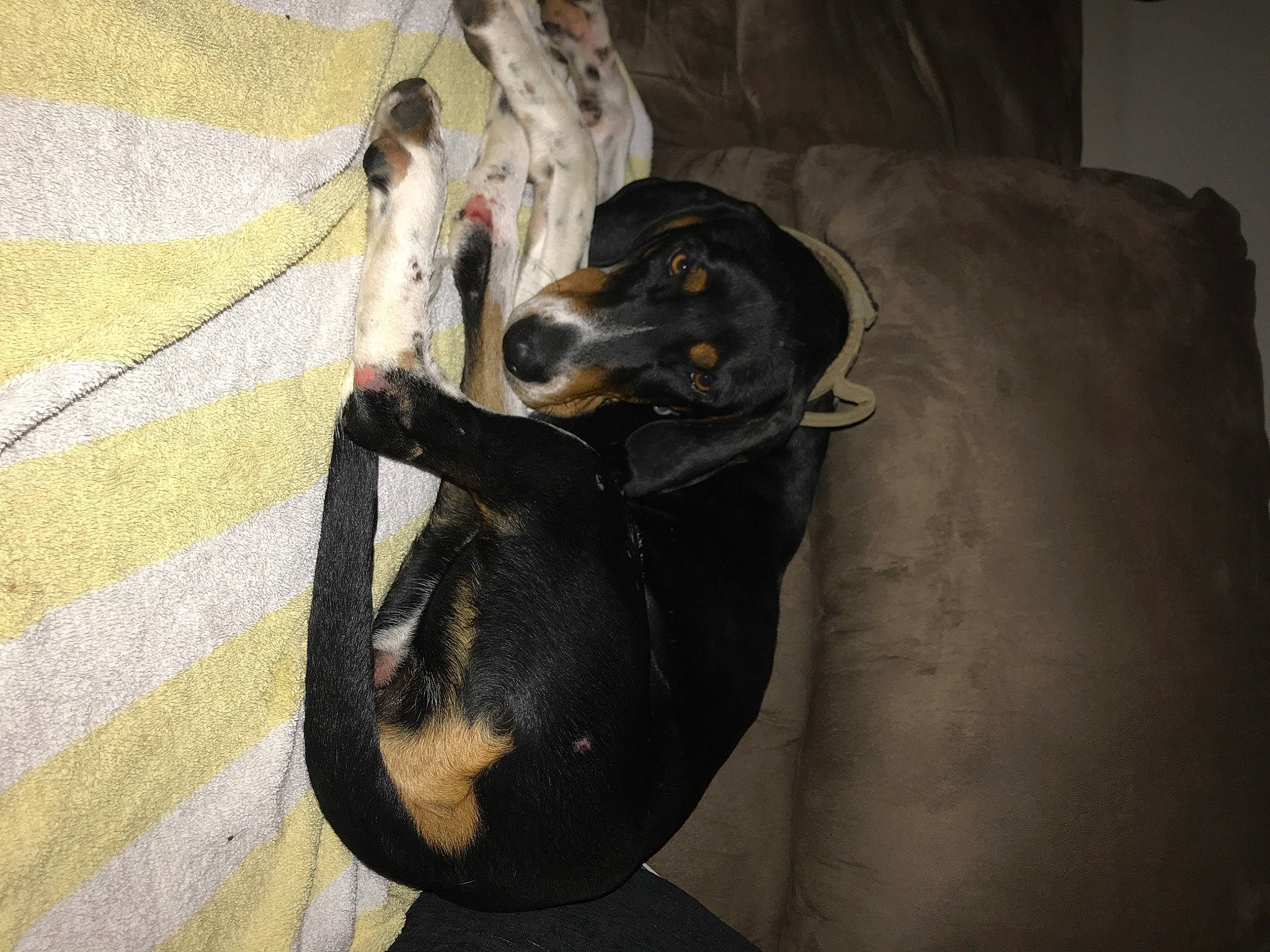 Bailey is registered to the contest to win money with this photo: canidae, carnivore, comfort, companion_dog, couch, dog, dog_breed, fur, grey, guard_dog, hunting_dog, montenegrin_mountain_hound, non_sporting_group, snout, sporting_group, tail, whiskers, working_animal, working_dog