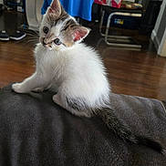 Salome joined the competition — help win amazing prizes! animal, cat, cozy, curious, cute, domestic, ears, floor, fur, furniture, gray, indoor, kitten, looking, pet, sitting, tail, whiskers, white, young