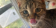 Mystic joined the competition — help win amazing prizes! cat, kitten, tabby, tongue_out, whiskers, window, fuzzy_blanket, indoor, cute, pet, animal, fur, ears, closeup, curious, young, domestic, soft_light, house, cozy