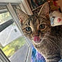 cat, kitten, tabby, tongue_out, whiskers, window, fuzzy_blanket, indoor, cute, pet, animal, fur, ears, closeup, curious, young, domestic, soft_light, house, cozy