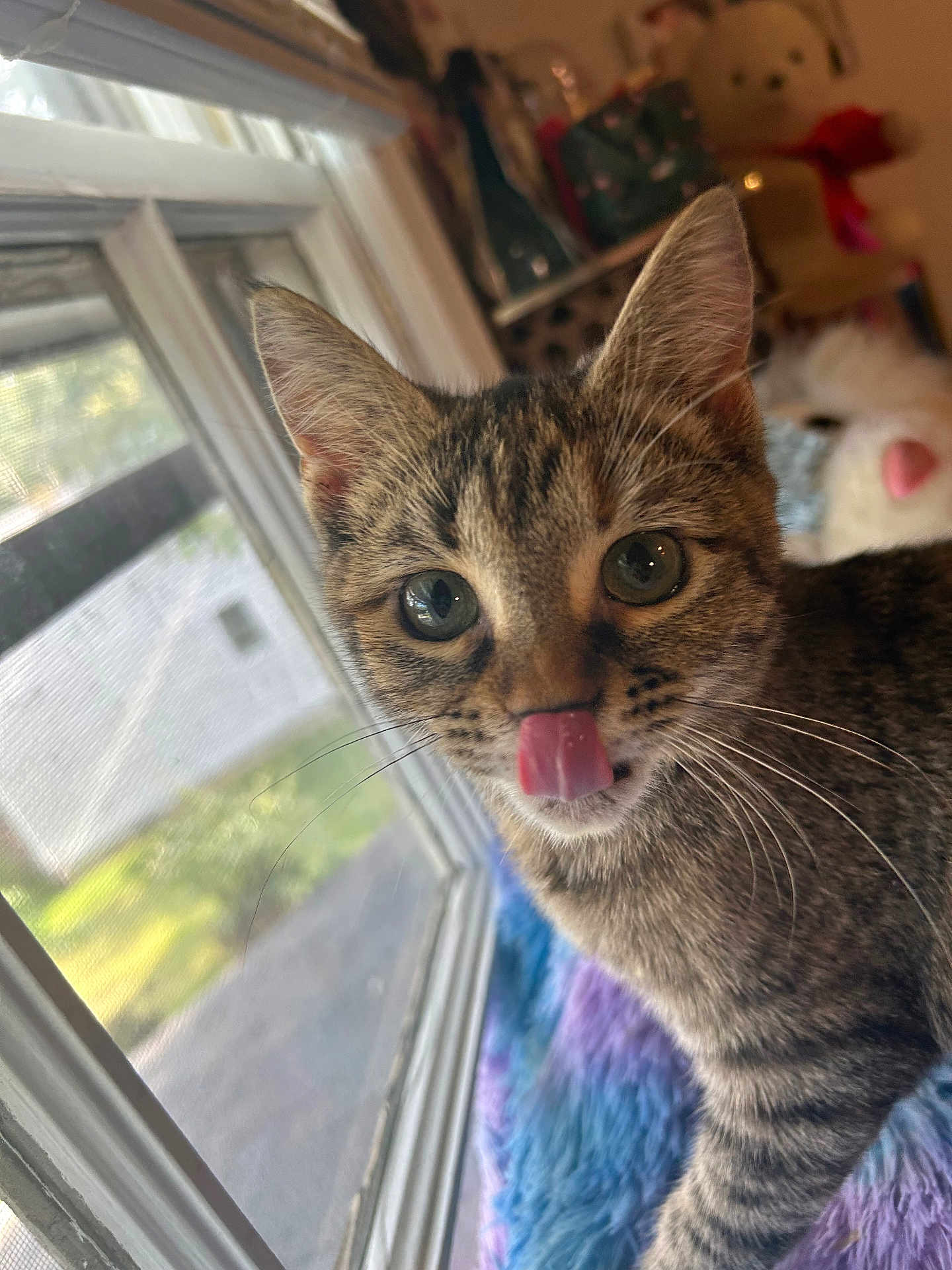 Mystic joined the competition — help win amazing prizes! cat, kitten, tabby, tongue_out, whiskers, window, fuzzy_blanket, indoor, cute, pet, animal, fur, ears, closeup, curious, young, domestic, soft_light, house, cozy