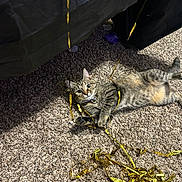 Mystic is registered to the contest to win money with this photo: cat, tabby, ribbons, carpet, playful, indoor, pet, curious, fur, collar, golden, striped, lying_down, wide_eyes, fabric, black, shadow, toy, floor, domestic_animal