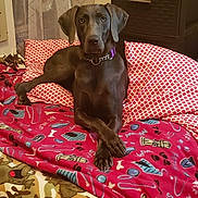 Hera Potter is registered to the contest to win money with this photo: bed, blanket, brown_dog, canine, collar, comfort, curtain, dog, domestic, furniture, home, indoor, looking_at_camera, patterned_blanket, paws_crossed, pet, portrait, relaxed, resting, sleeping_area