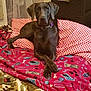 bed, blanket, brown_dog, canine, collar, comfort, curtain, dog, domestic, furniture, home, indoor, looking_at_camera, patterned_blanket, paws_crossed, pet, portrait, relaxed, resting, sleeping_area