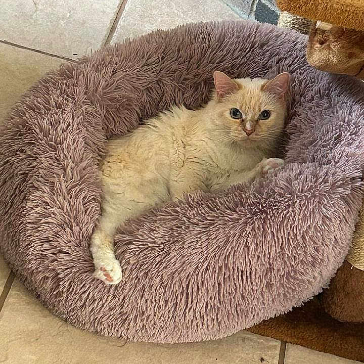 Bea joined the competition — help win amazing prizes! animal, canine, cat, dog, dogbed, pet