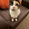 cat, calico_cat, pet, animal, portrait, close_up, wide_eyes, whiskers, pink_nose, ears, fur, white_fur, black_fur, orange_fur, sitting, leather_couch, cushion, indoor, living_room, funny_expression