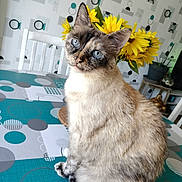 Corsica a rejoint le concours — aidez-le/la à gagner de superbes lots ! animal, cat, daffodil, daisy, flower, flowerarrangement, flowerbouquet, hardwood, indoors, interiordesign, kitten, manx, pattern, person, pet, petal, plant, siamese, sunflower, wood