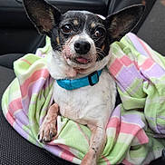 Roxie is registered to the contest to win money with this photo: dog, small_dog, blanket, car_seat, pet, animal, cute, tongue_out, ears, collar, black_and_white, fur, paw, relaxed, indoors, closeup, comfort, snuggle, seat, canine