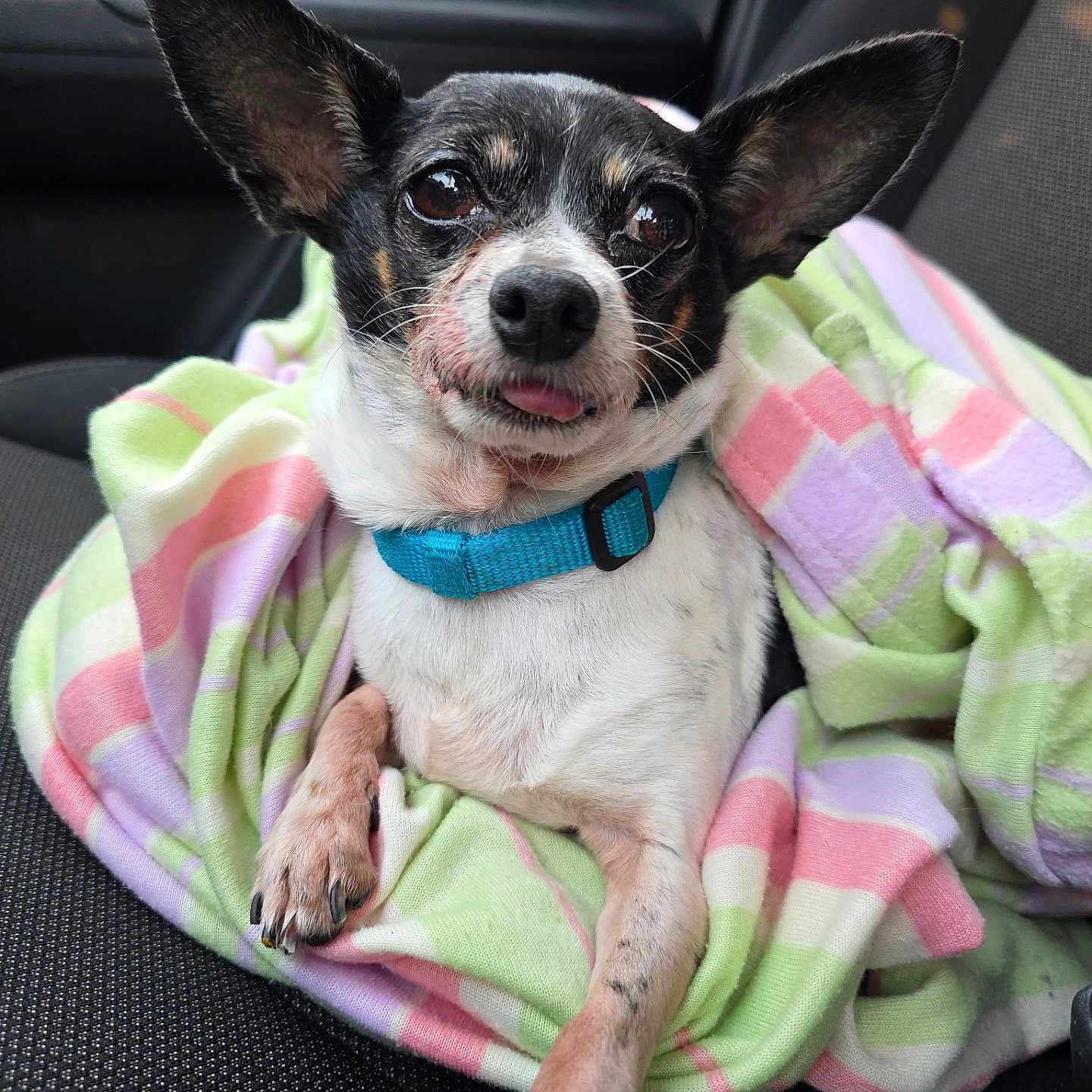 Roxie is registered to the contest to win money with this photo: animal, black_and_white, blanket, canine, car_seat, closeup, collar, comfort, cute, dog, ears, fur, indoors, paw, pet, relaxed, seat, small_dog, snuggle, tongue_out