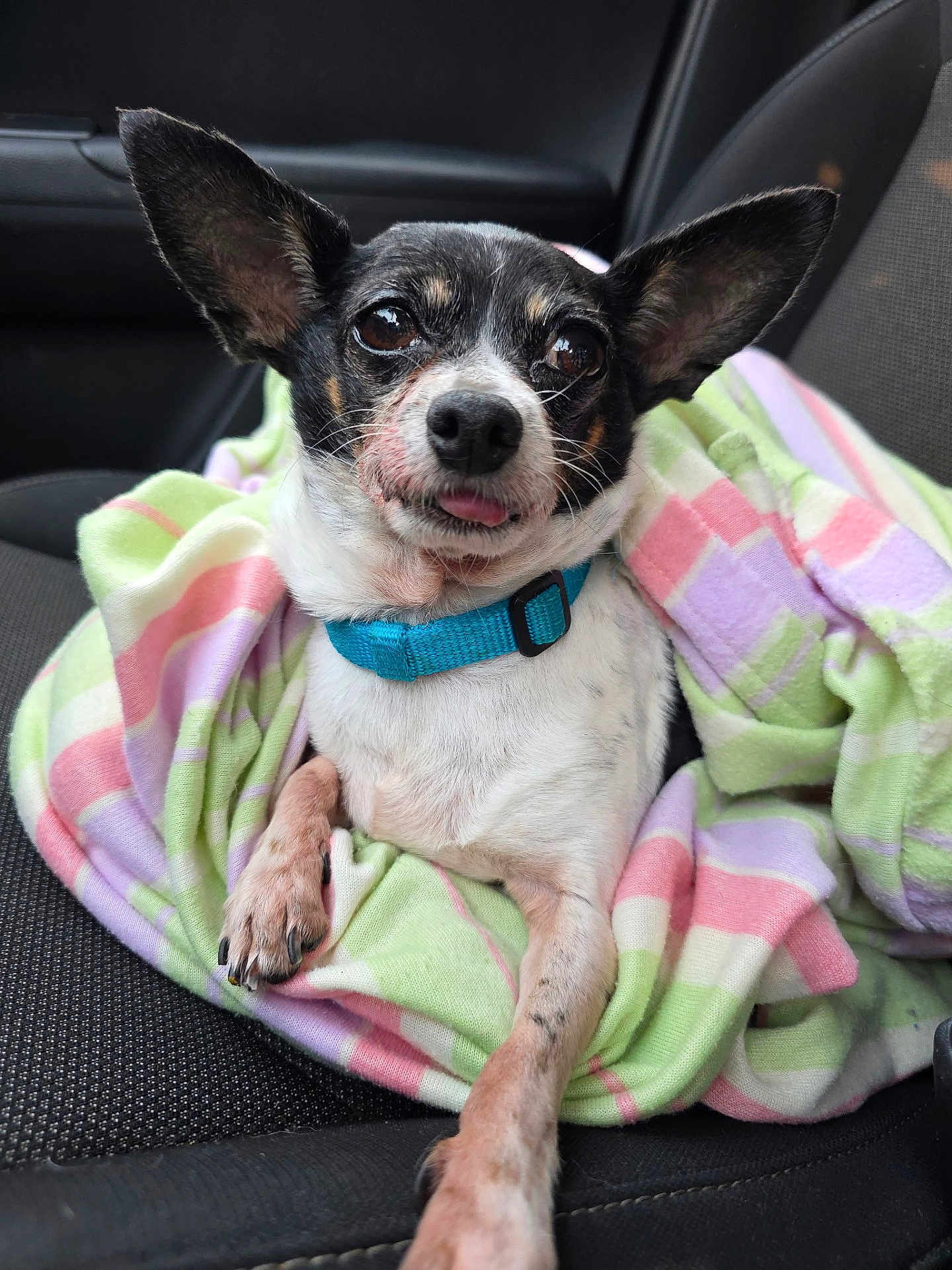 Roxie is registered to the contest to win money with this photo: dog, small_dog, blanket, car_seat, pet, animal, cute, tongue_out, ears, collar, black_and_white, fur, paw, relaxed, indoors, closeup, comfort, snuggle, seat, canine