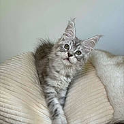 Arya a rejoint le concours — aidez-le/la à gagner de superbes lots ! kitten, cat, gray_tabby, fluffy, pet, indoor, cushion, soft, curious, ears, paw, feline, cute, animal, mammal, young, domestic, resting, closeup, whiskers