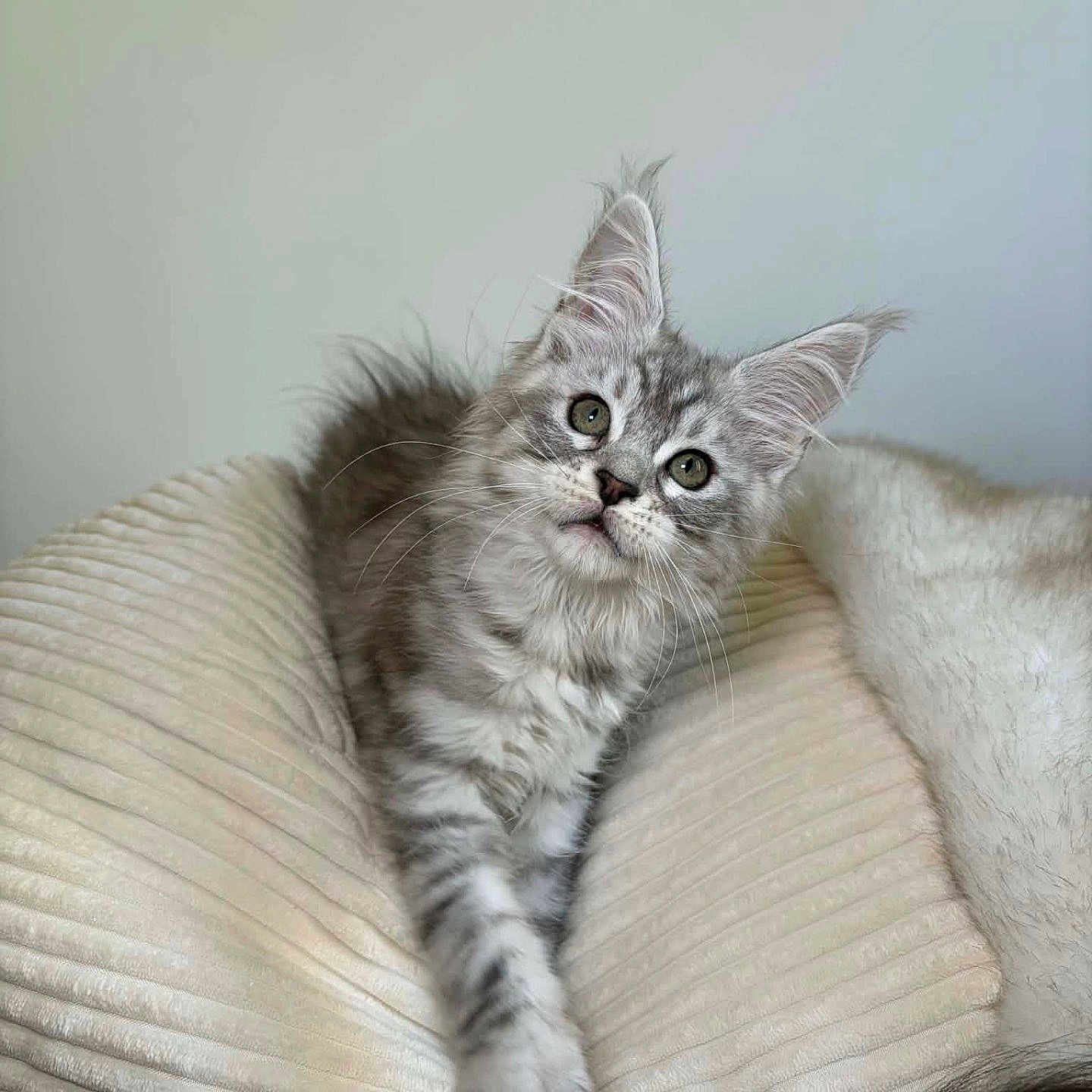 Arya a rejoint le concours — aidez-le/la à gagner de superbes lots ! animal, cat, closeup, curious, cushion, cute, domestic, ears, feline, fluffy, gray_tabby, indoor, kitten, mammal, paw, pet, resting, soft, whiskers, young