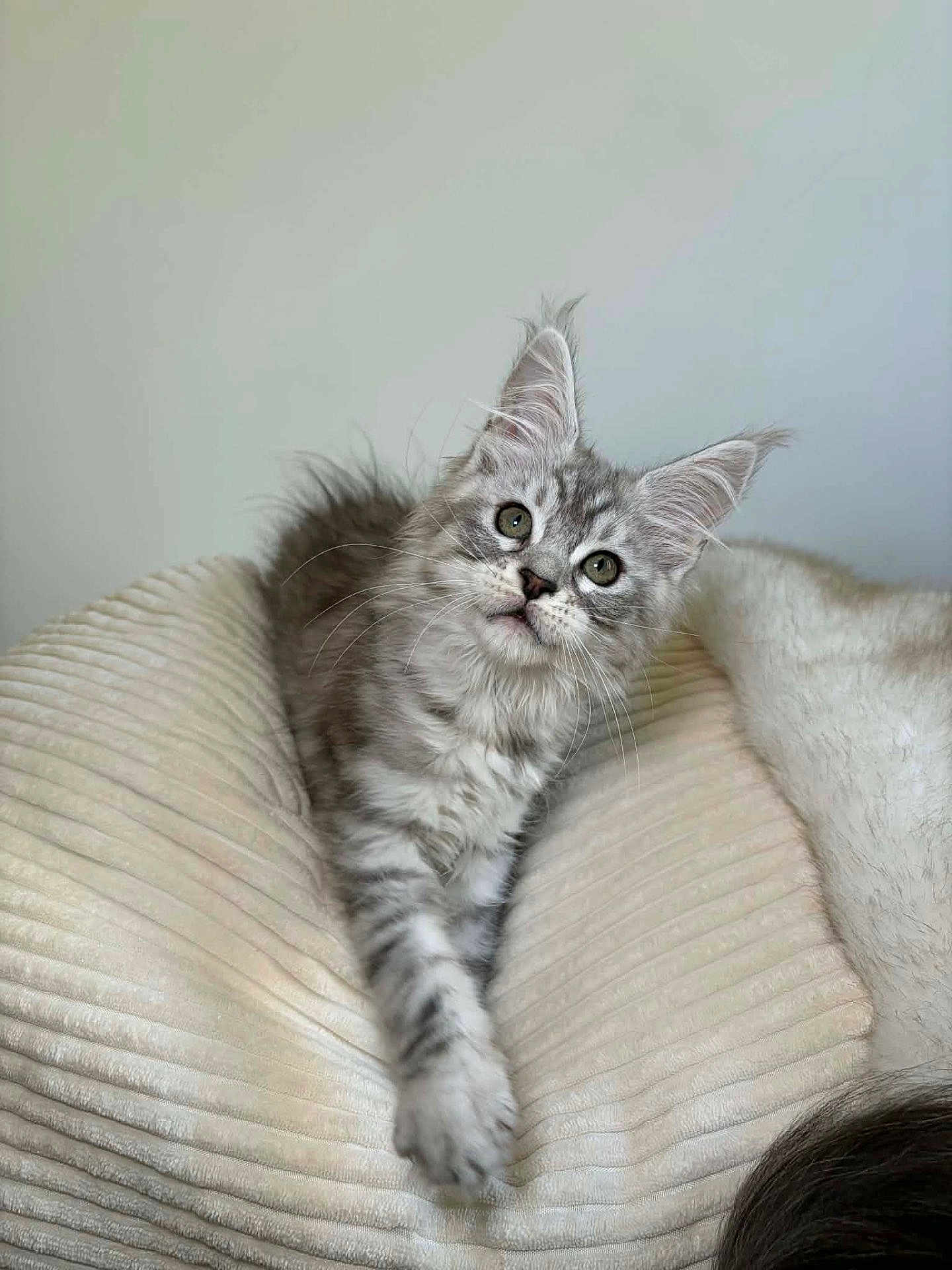 Arya a rejoint le concours — aidez-le/la à gagner de superbes lots ! kitten, cat, gray_tabby, fluffy, pet, indoor, cushion, soft, curious, ears, paw, feline, cute, animal, mammal, young, domestic, resting, closeup, whiskers