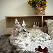 Arya participe au concours pour gagner de l'argent avec cette photo : cat, tabby_cat, bed, bedspread, toy_mouse, string, flower_vase, yellow_flowers, purple_flowers, wooden_shelf, indoor, pet, feline, fur, whiskers, relaxed, cozy, home_interior, sleeping_area, domestic_animal