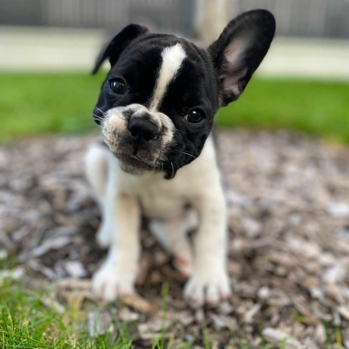 Naïa participe au concours pour gagner de l'argent avec cette photo : adorable, animal, black_and_white, close_up, cute, dog, ears, french_bulldog, fur, grass, head_tilt, nature, outdoor, pet, playful, portrait, puppy, small_dog, wood_chips, young