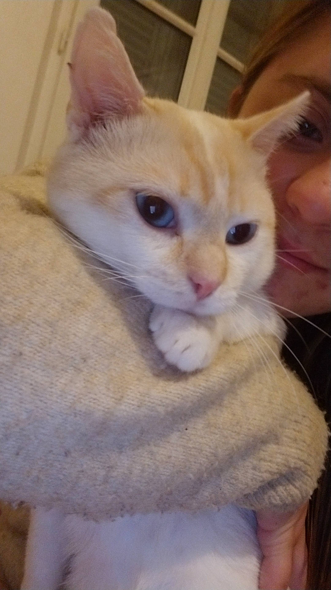 Alpha a rejoint le concours — aidez-le/la à gagner de superbes lots ! balinese, carnivore, cat, claw, domestic_short_haired_cat, ear, eye, eyelash, fawn, felidae, fur, gesture, head, nose, paw, small_to_medium_sized_cats, snout, tail, thai, whiskers