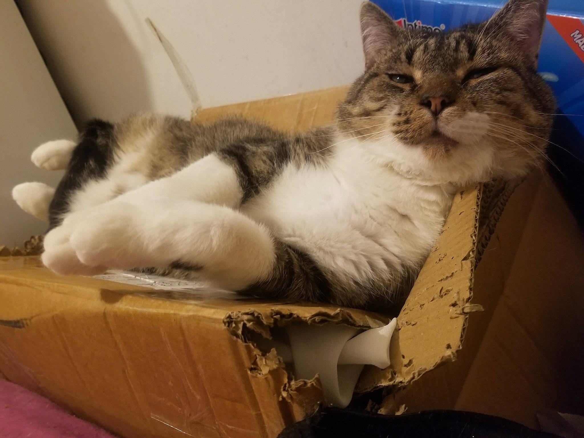 Aaron participe au concours pour gagner de l'argent avec cette photo : box, cardboard, carnivore, carton, cat, cat_supply, claw, comfort, domestic_short_haired_cat, felidae, fur, nap, packaging_and_labeling, paw, shipping_box, sitting, sleep, small_to_medium_sized_cats, tail, whiskers