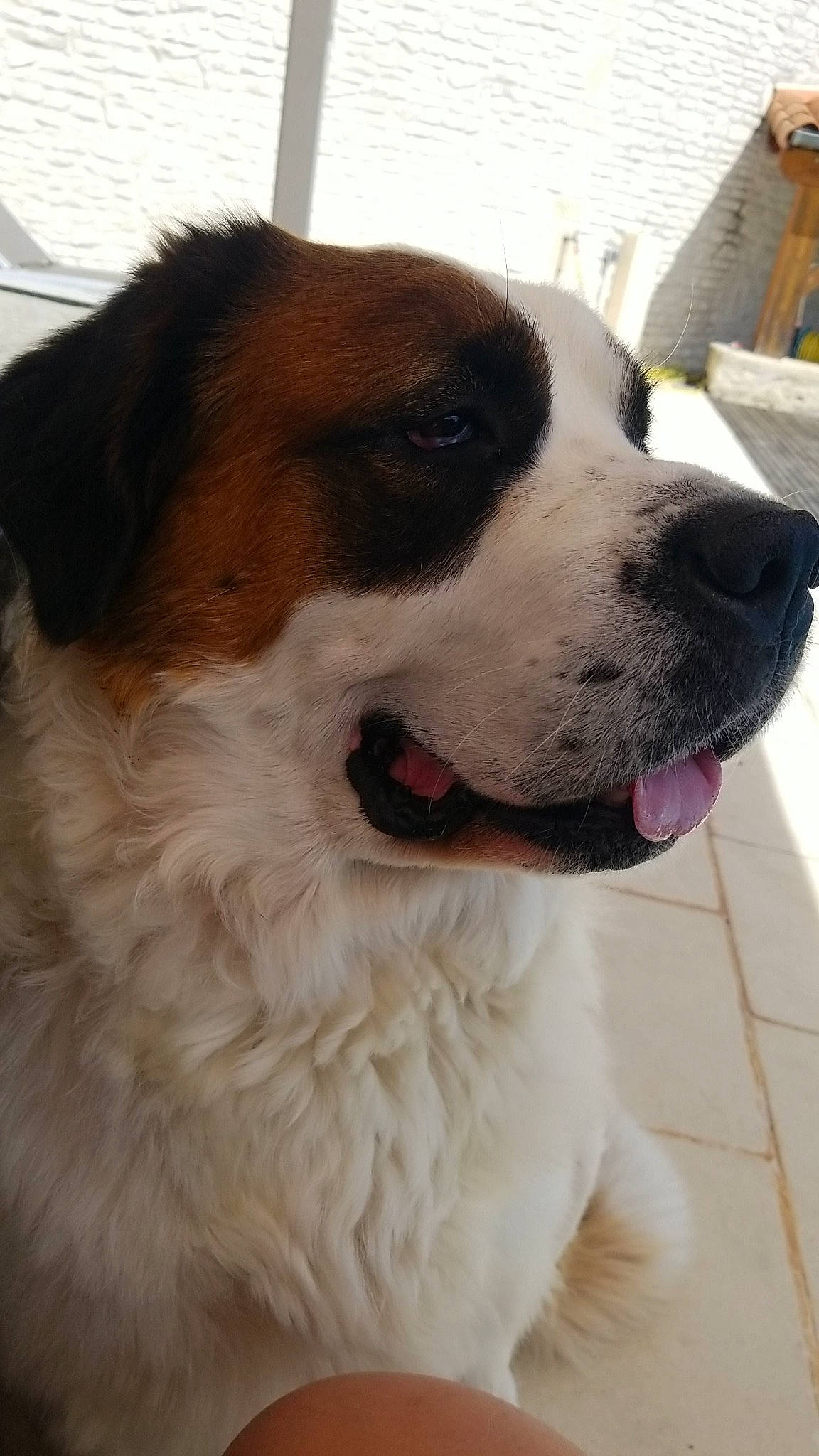 Laska participe au concours pour gagner de l'argent avec cette photo : canidae, carnivore, collar, companion_dog, dog, dog_breed, dog_collar, door, eye, flooring, fur, giant_dog_breed, moscow_watchdog, snout, sporting_group, st_bernard, whiskers, window, working_animal, working_dog