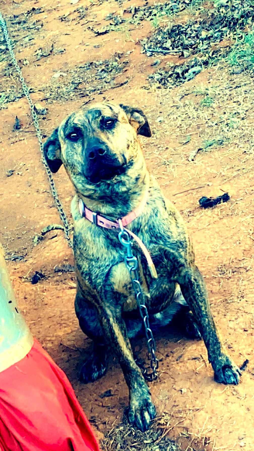 Cleo joined the competition — help win amazing prizes! art, canidae, carnivore, collar, companion_dog, dog, dog_breed, dog_collar, fawn, guard_dog, happy, landscape, mammal, pet_supply, snout, soil, terrestrial_animal, vertebrate, working_animal, working_dog