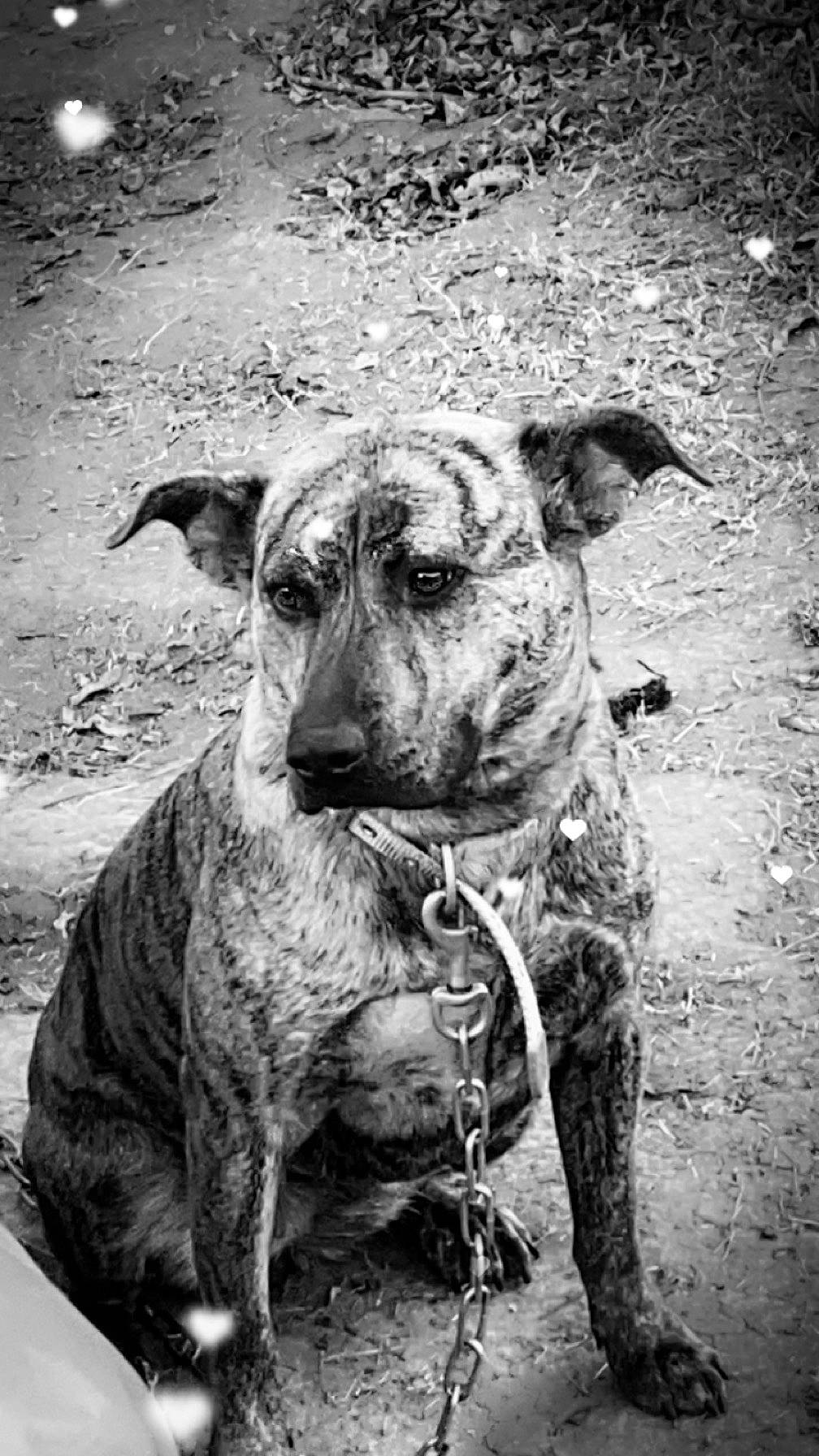 Cleo is registered to the contest to win money with this photo: black, black_and_white, canidae, carnivore, collar, companion_dog, dog, dog_breed, dog_collar, fawn, grass, monochrome, monochrome_photography, snout, sporting_group, stock_photography, style, whiskers, working_animal, wrinkle