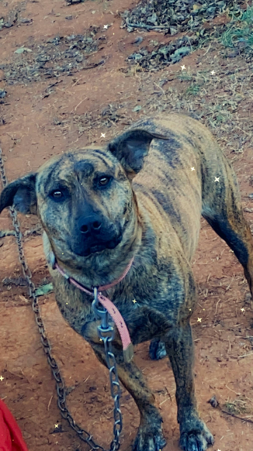 Cleo is registered to the contest to win money with this photo: ancient_dog_breeds, canidae, carnivore, collar, companion_dog, dog, dog_breed, dog_collar, dogo_sardesco, fawn, guard_dog, hunting_dog, landscape, non_sporting_group, plott_hound, sporting_group, terrestrial_animal, treeing_tennessee_brindle, working_animal, working_dog