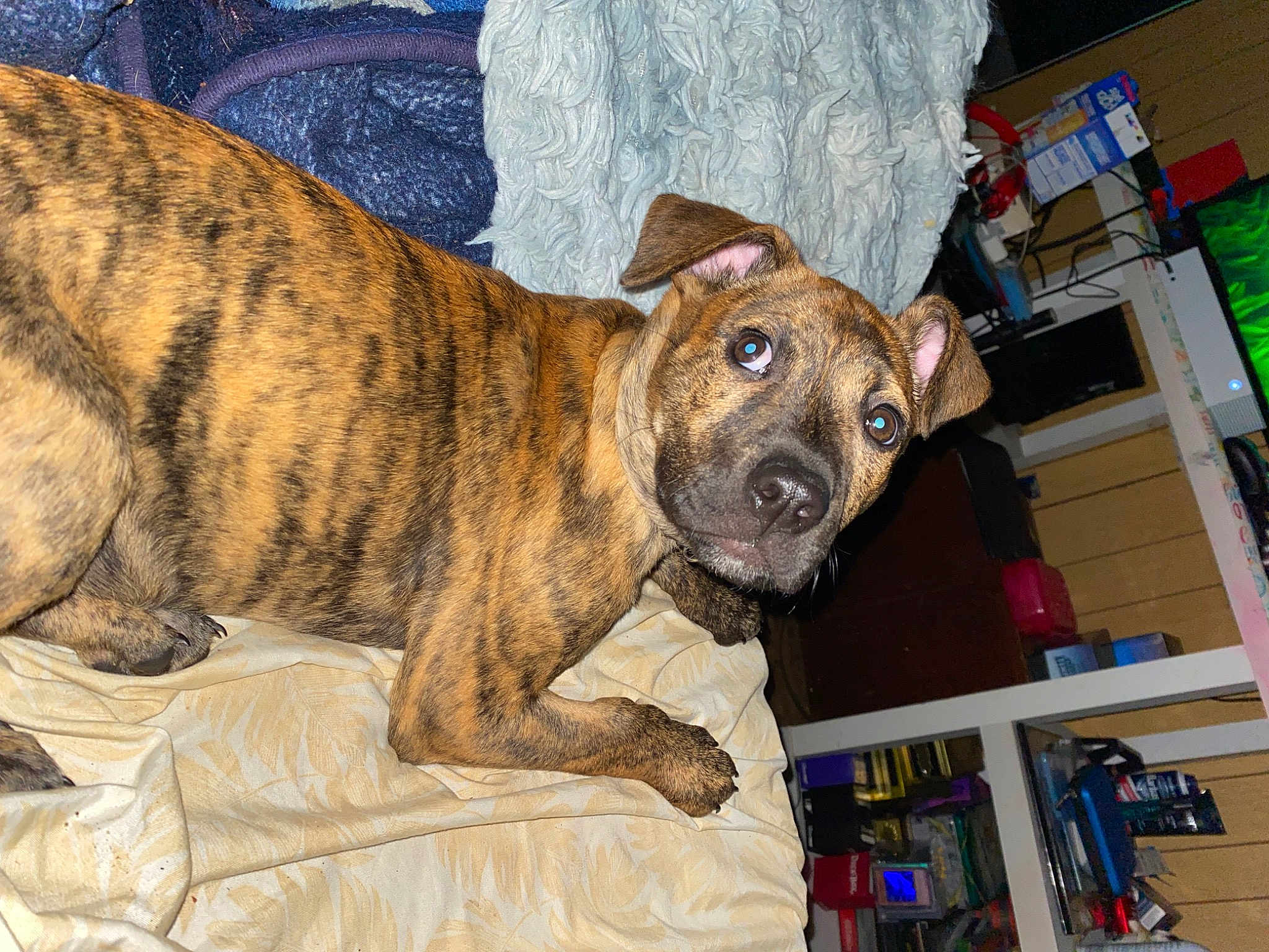 Cleo