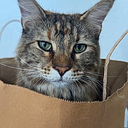 Sisu joined the competition — help win amazing prizes! cat, feline, animal, pet, close_up, portrait, face, eyes, green_eyes, whiskers, ears, tabby, fur, brown_fur, gray_fur, paper_bag, shopping_bag, indoors, looking_at_camera, funny