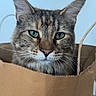cat, feline, animal, pet, close_up, portrait, face, eyes, green_eyes, whiskers, ears, tabby, fur, brown_fur, gray_fur, paper_bag, shopping_bag, indoors, looking_at_camera, funny