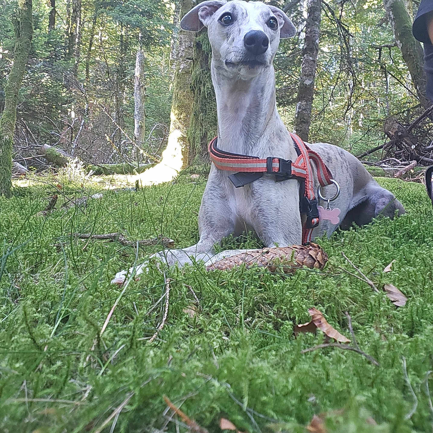 Vanille participe au concours pour gagner de l'argent avec cette photo : alert, animal, canine, daylight, dog, ears, foliage, forest, greenery, ground, harness, leaves, moss, nature, outdoor, peaceful, pet, snout, tree, wildlife