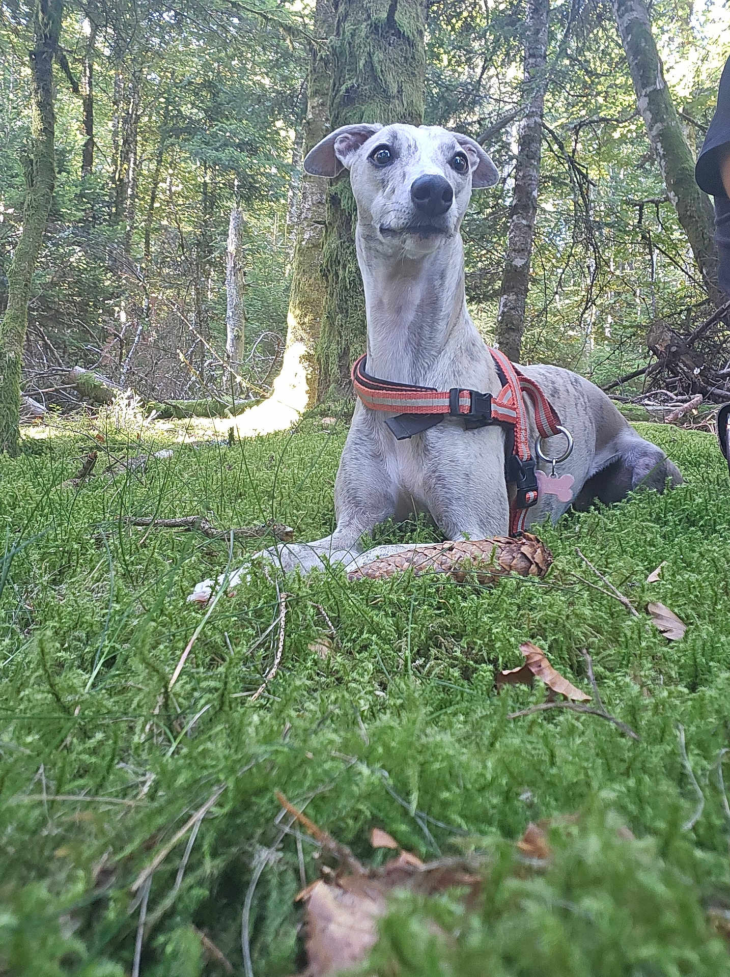 Vanille participe au concours pour gagner de l'argent avec cette photo : dog, forest, moss, outdoor, nature, animal, canine, tree, leaves, harness, pet, greenery, daylight, wildlife, snout, ears, alert, ground, foliage, peaceful