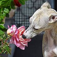 Vanille participe au concours pour gagner de l'argent avec cette photo : dog, brindle, canine, flower, pink_rose, plant, green_leaves, outdoor, nature, sniffing, pet, closeup, leaf, stem, garden, daylight, animal, flora, curious, peaceful
