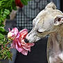 dog, brindle, canine, flower, pink_rose, plant, green_leaves, outdoor, nature, sniffing, pet, closeup, leaf, stem, garden, daylight, animal, flora, curious, peaceful